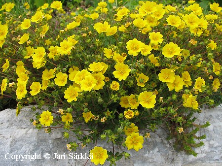  Potentilla crantzii 